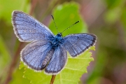 Gentiaanblauwtje (male) 15.08.- 04